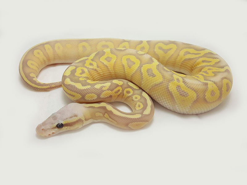 Banana Mojave Super Pastel