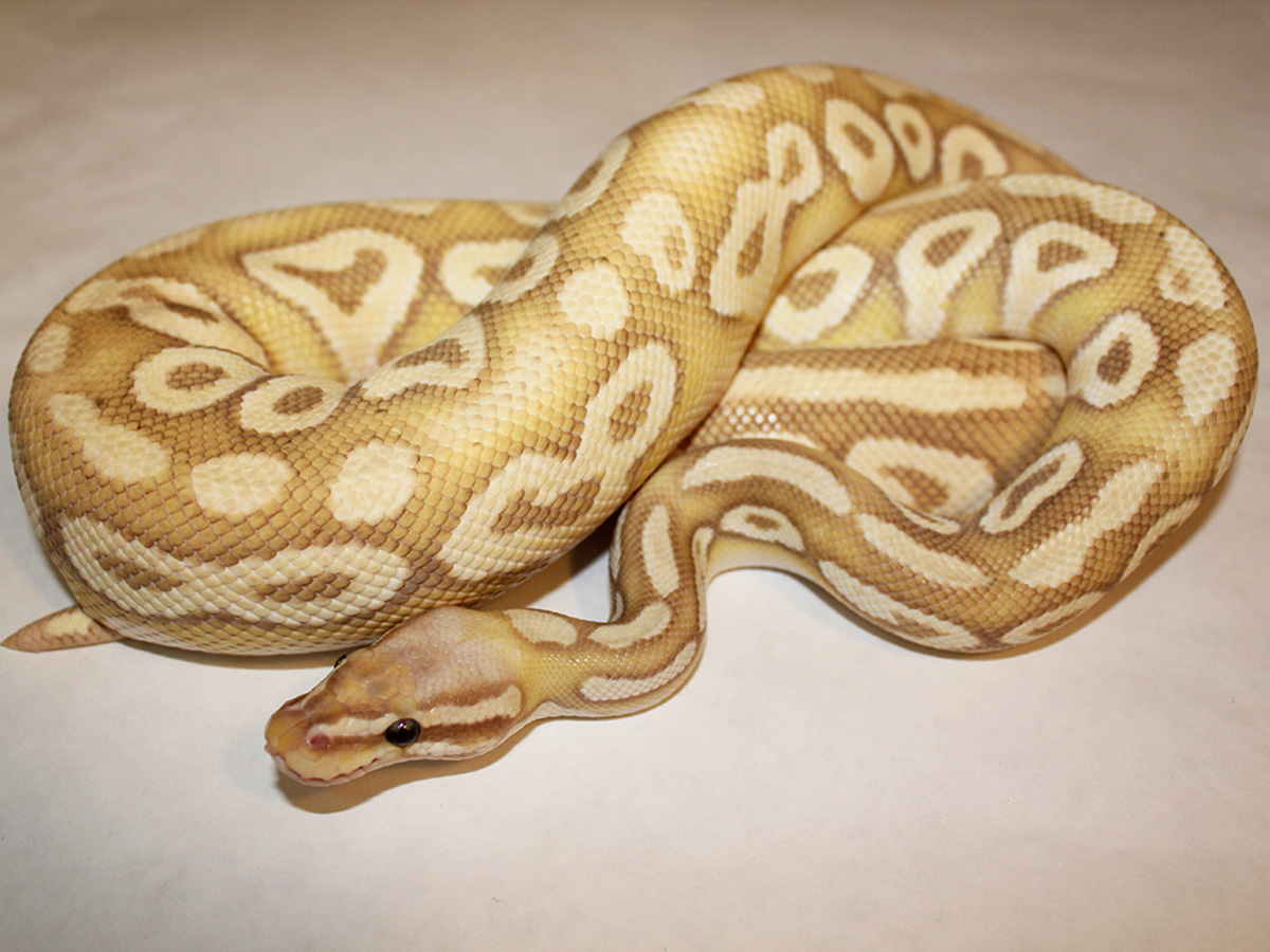 Banana Mojave Super Pastel