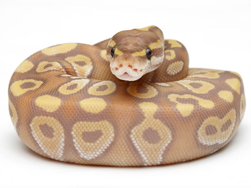 Banana Mojave