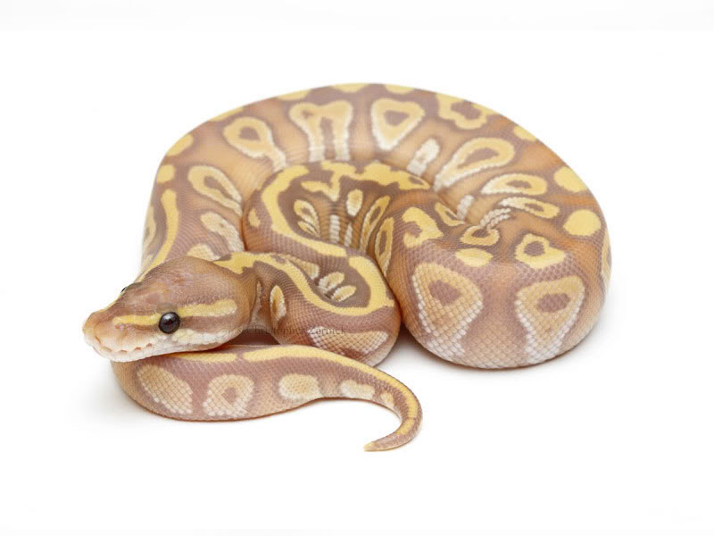 Banana Mojave