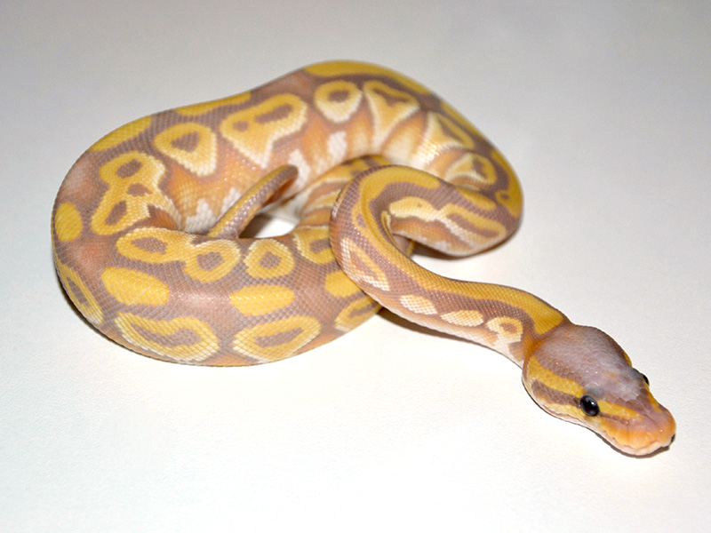 Banana Mojave