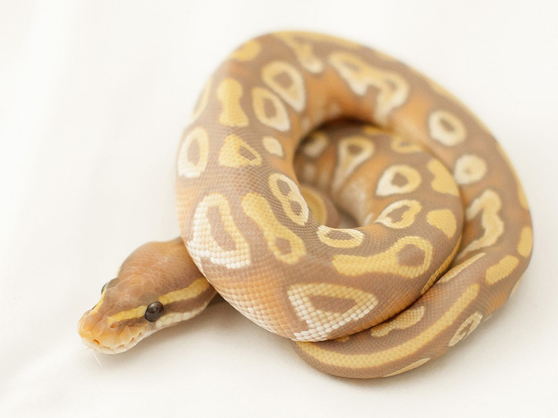 Banana Mojave