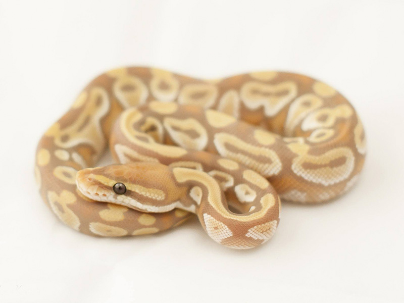 Banana Mojave