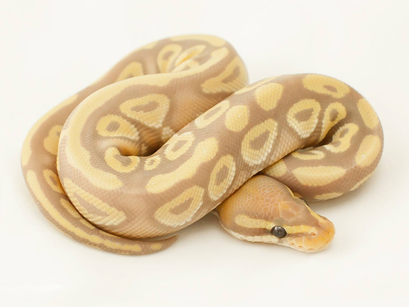 Banana Mojave