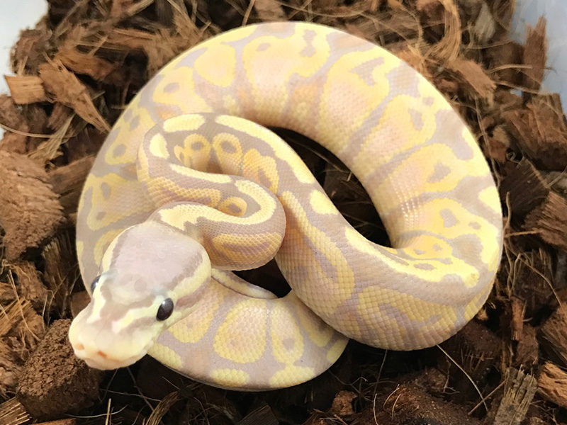 Banana Orange Ghost Pastel