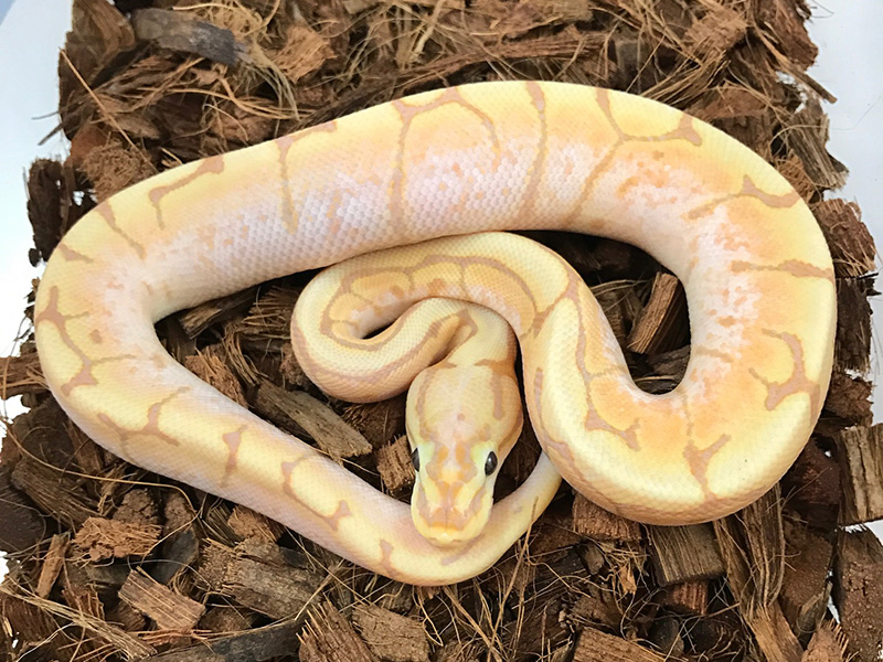 Banana Orange Ghost Spider Yellow Belly