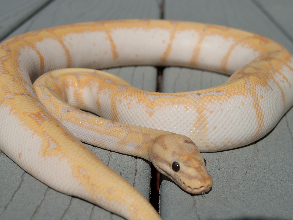 Banana Orange Ghost Spider