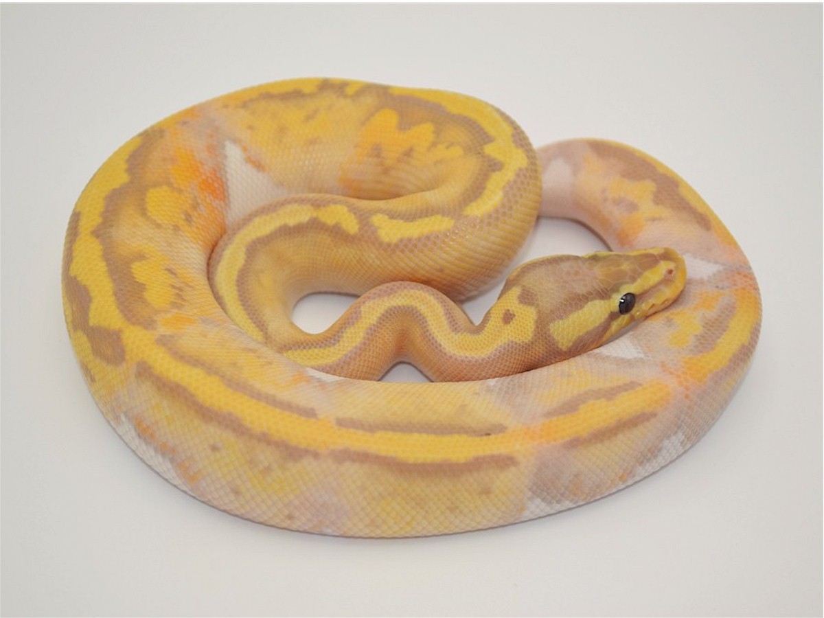 Banana Panther TII Pastel Piebald