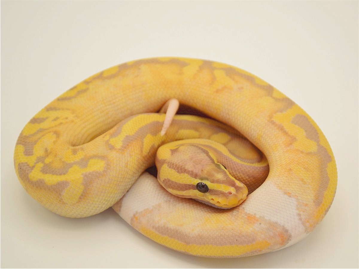 Banana Panther TII Pastel Piebald - Morph List - World of Ball Pythons.