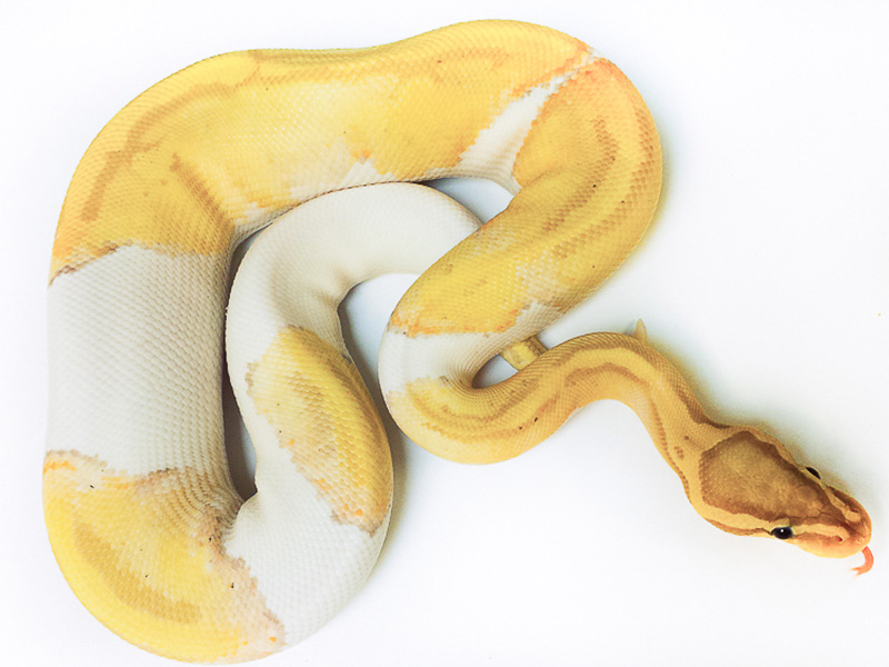 Ball Pythons For Sale. 