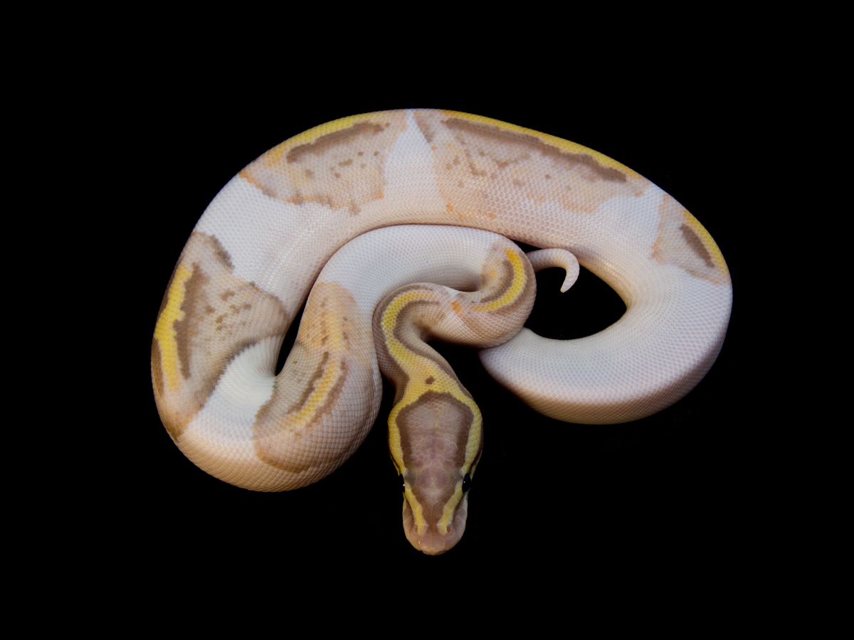 Banana Pastel Pied