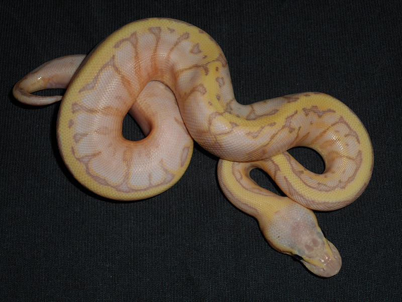 Banana Pastel Pinstripe Yellow Belly