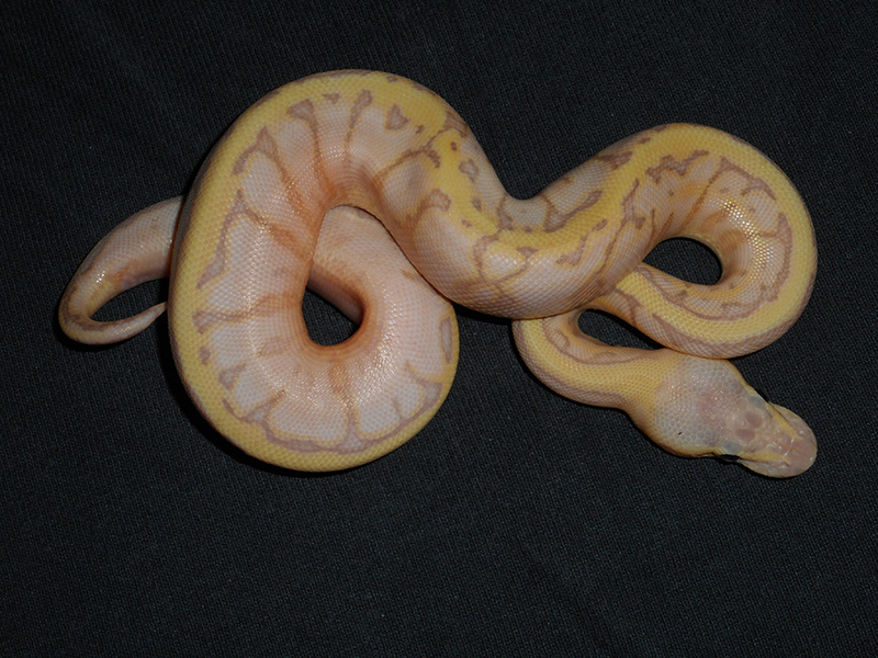 Banana Pastel Pinstripe Yellow Belly