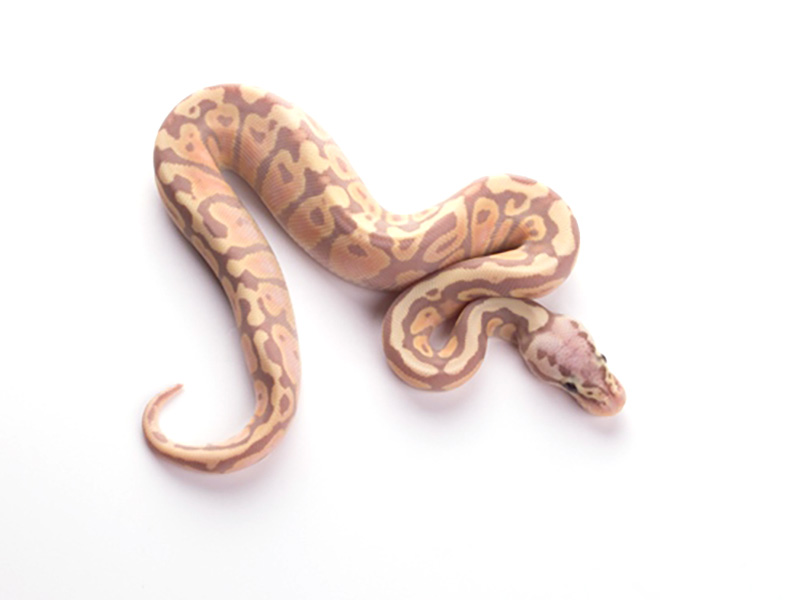 Banana Pastel Spotnose