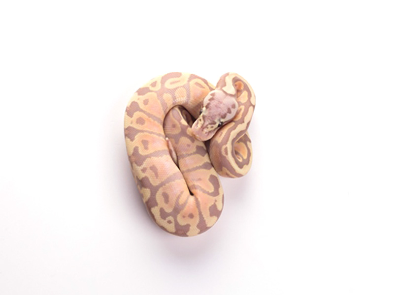 Banana Pastel Spotnose