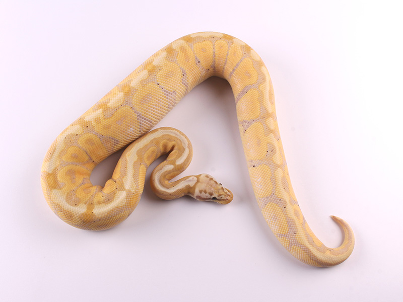 Banana Pastel Spotnose