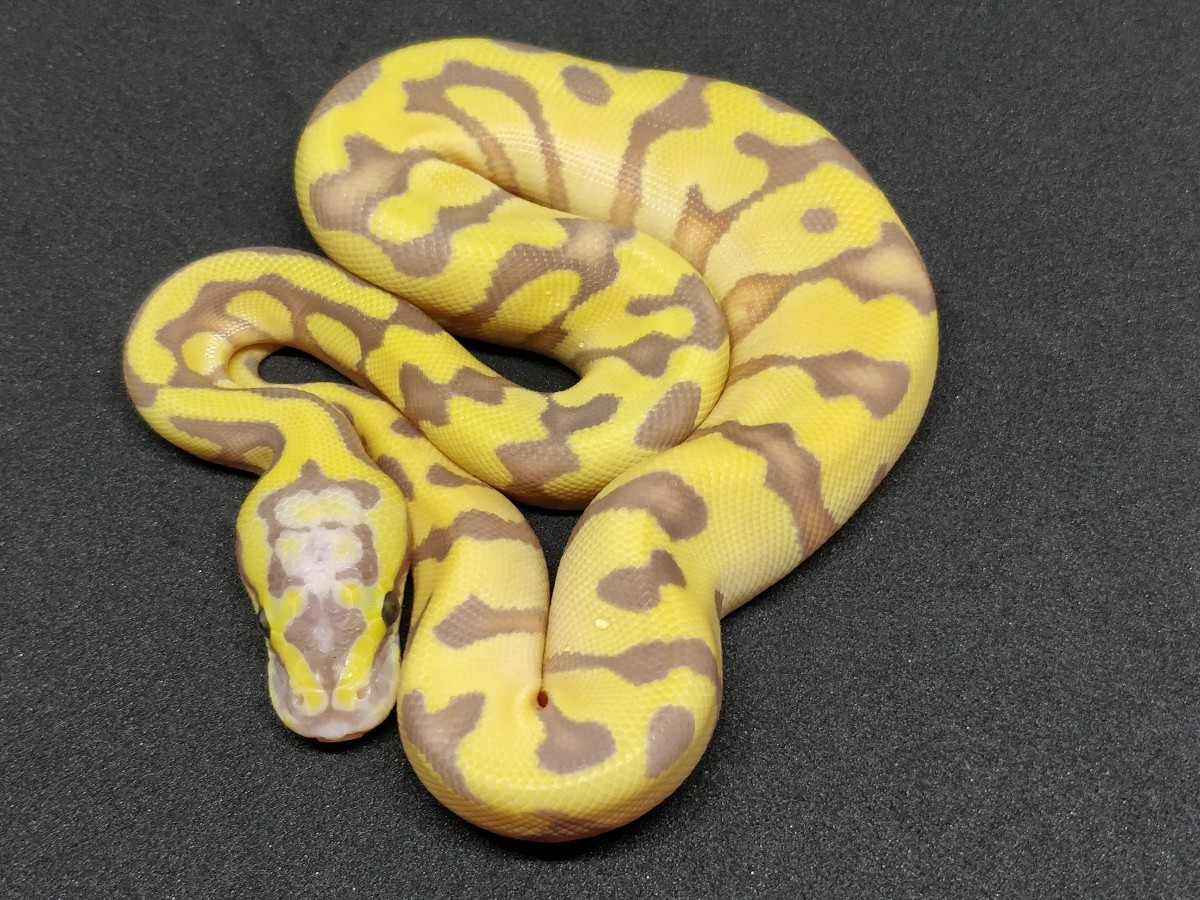 Banana Pastel Super Enchi