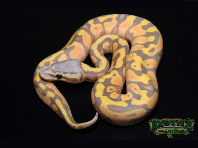 Banana Pastel Yellow Belly