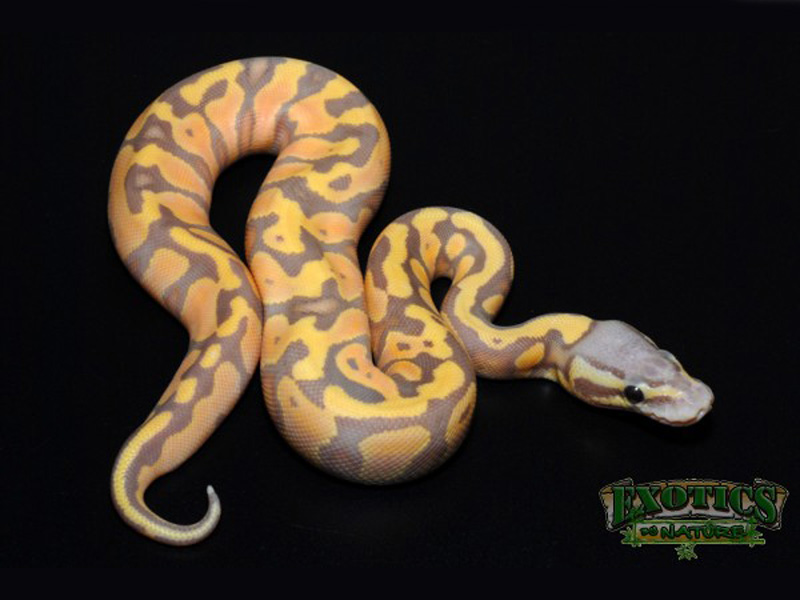 Banana Pastel Yellow Belly