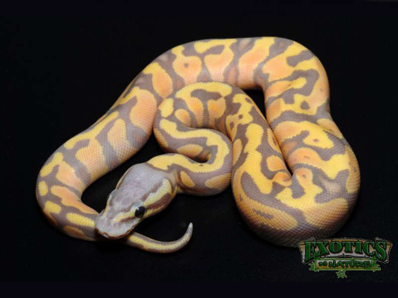 Banana Pastel Yellow Belly