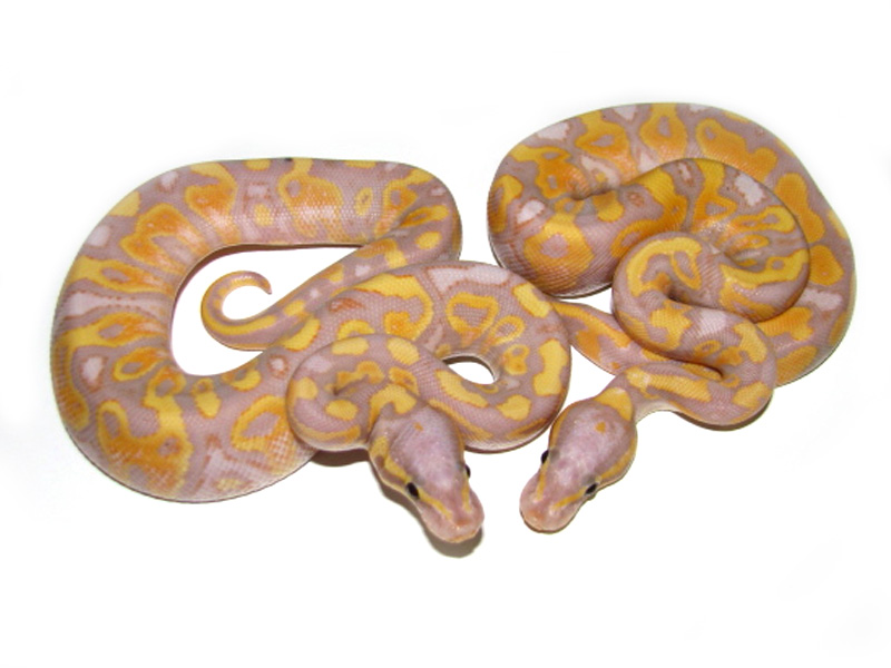 Banana Pastel Yellow Belly