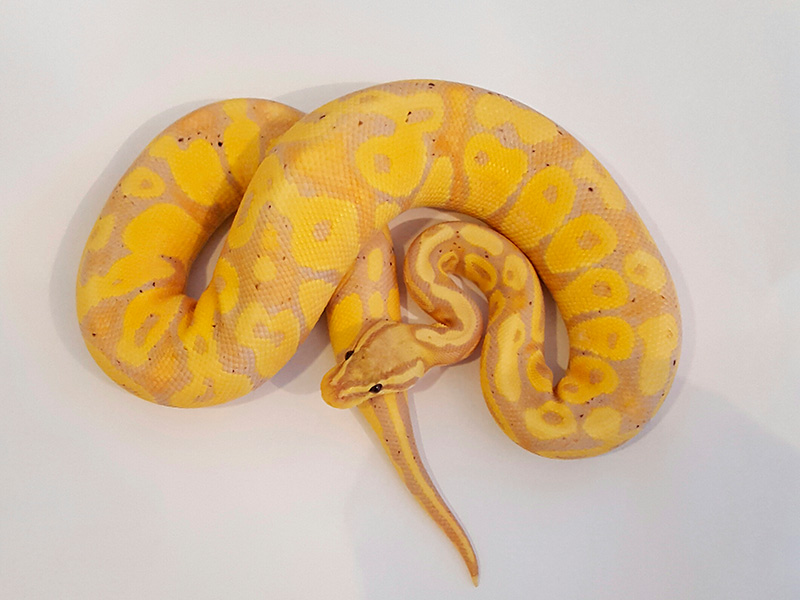 Banana Pastel