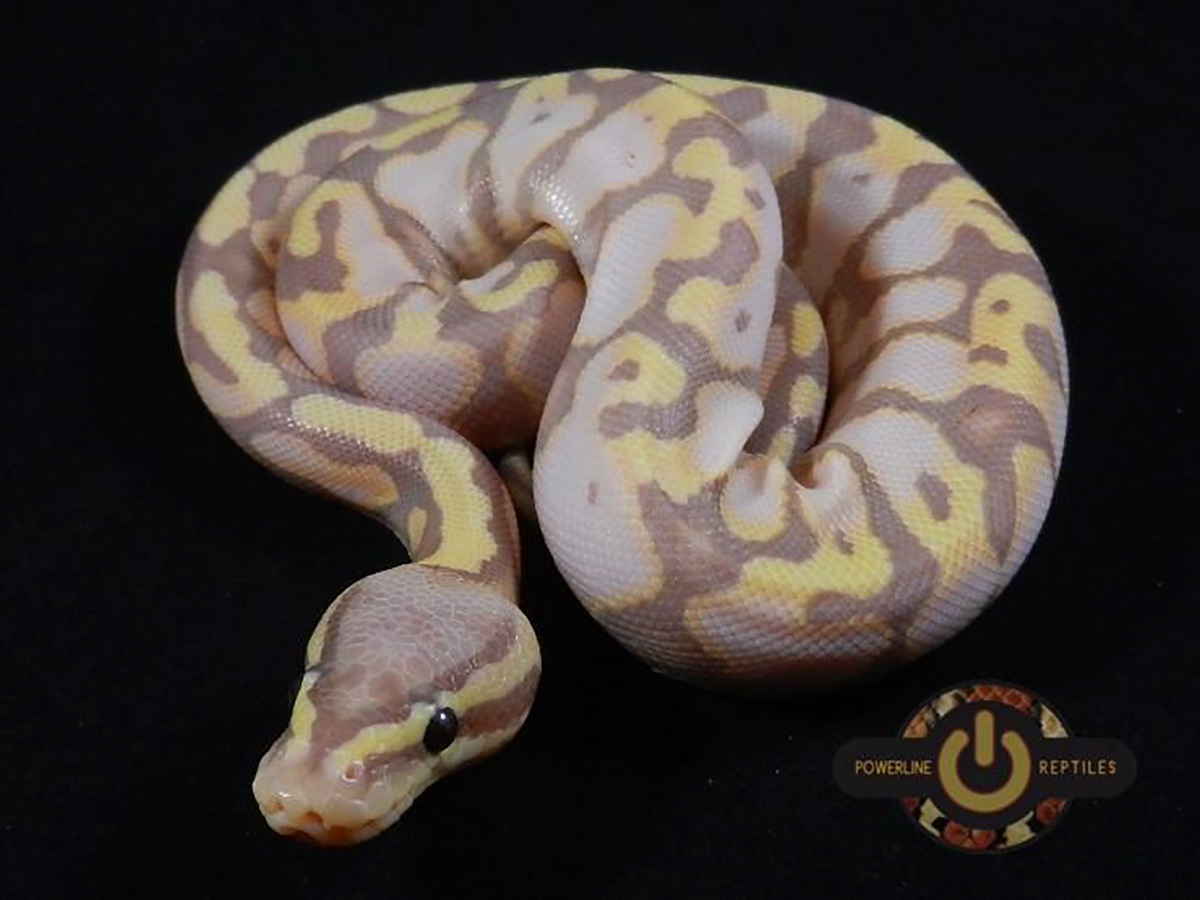 Banana Pastel