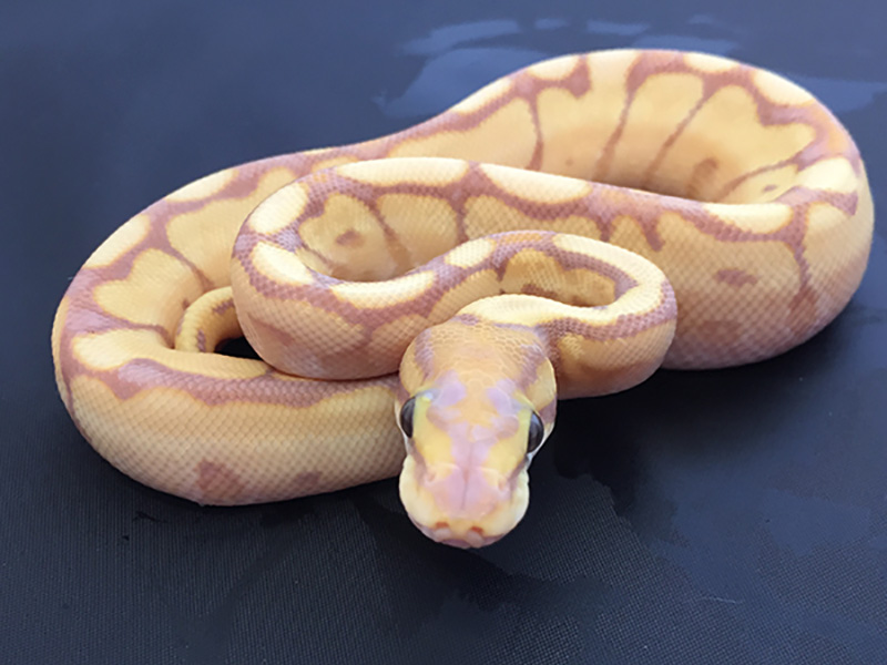 Banana Phantom Spider Yellow Belly