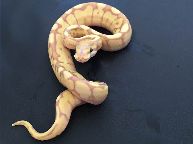 Spider Phantom Yellow Belly Ball Python or Royal Python