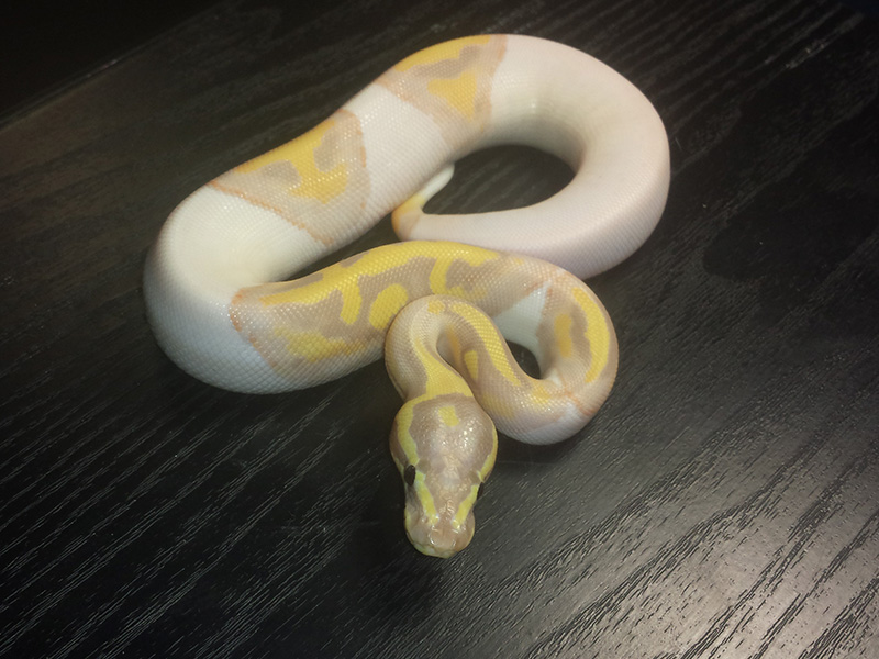 Banana Piebald