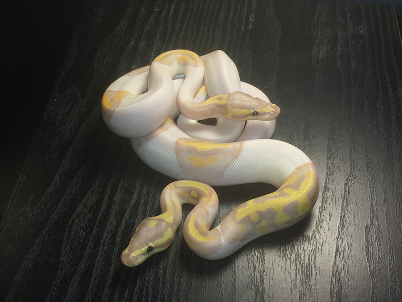 Banana Piebald