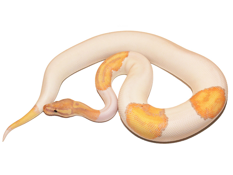 Banana Piebald