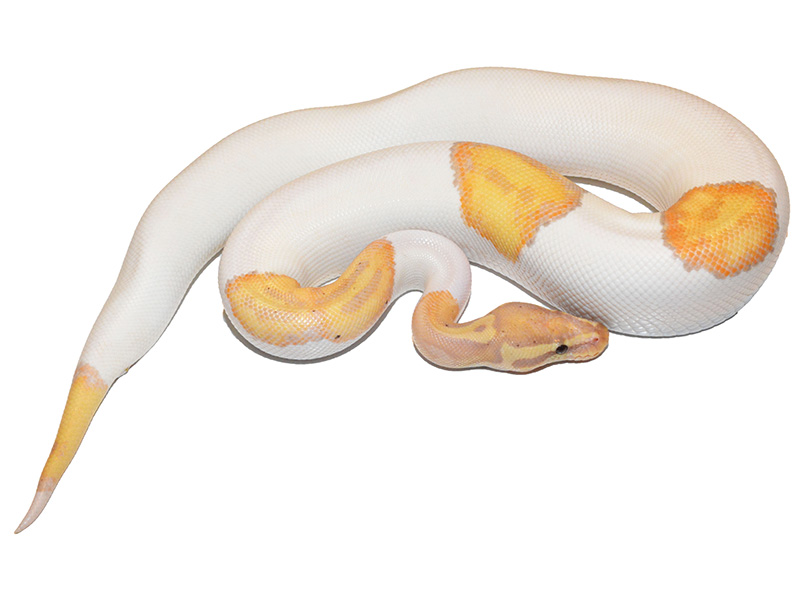 Banana Piebald