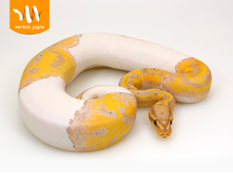 Banana Piebald