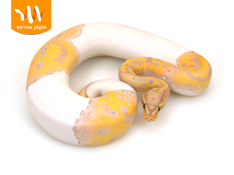 Banana Piebald