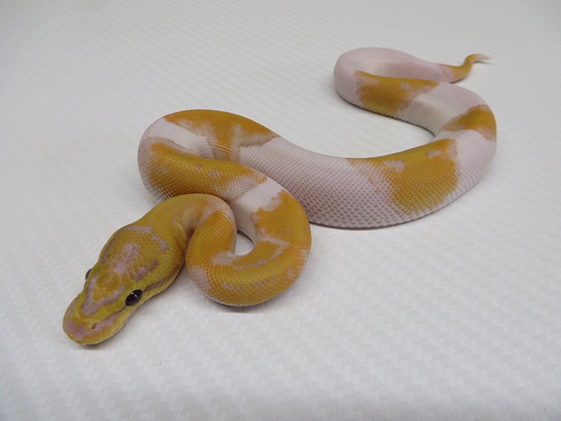 Banana Pied Pinstripe