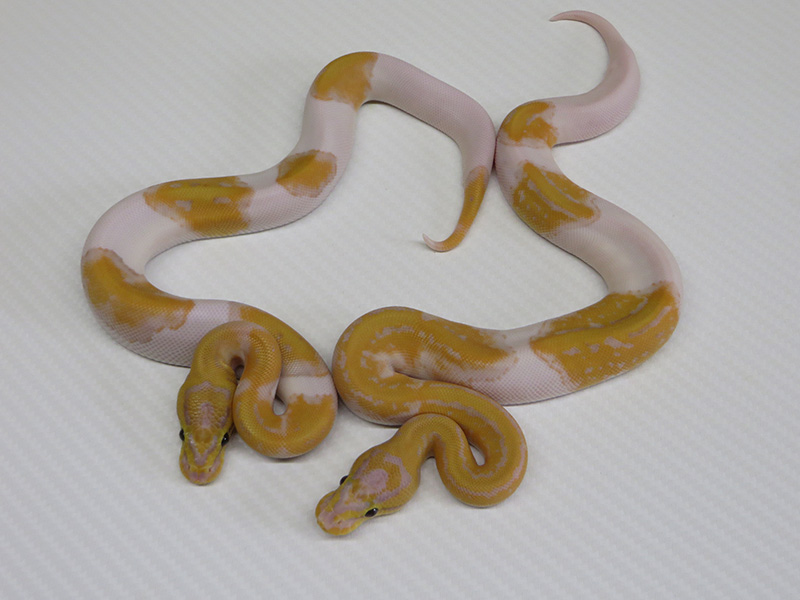 Banana Pied Pinstripe