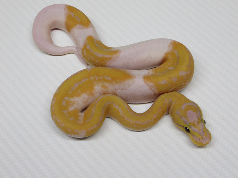 Banana Pied Pinstripe