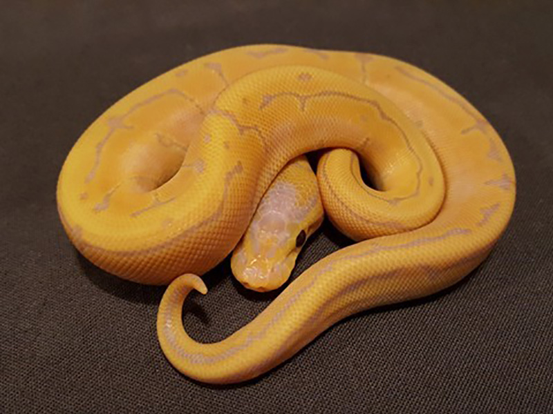 Banana Pinstripe Specter