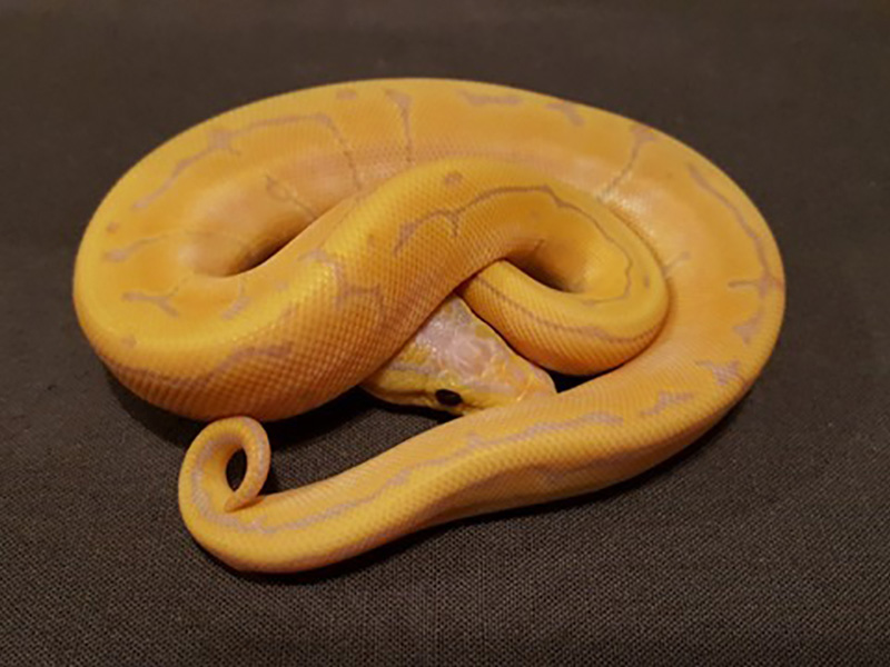 Banana Pinstripe Specter