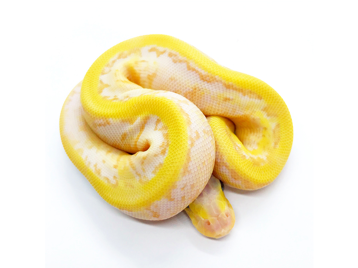 Banana Pinstripe Spider Super Pastel Yellow Belly