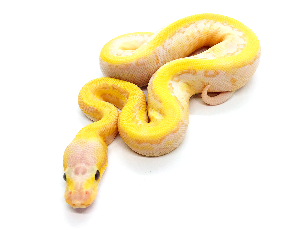 Banana Pinstripe Spider Super Pastel Yellow Belly