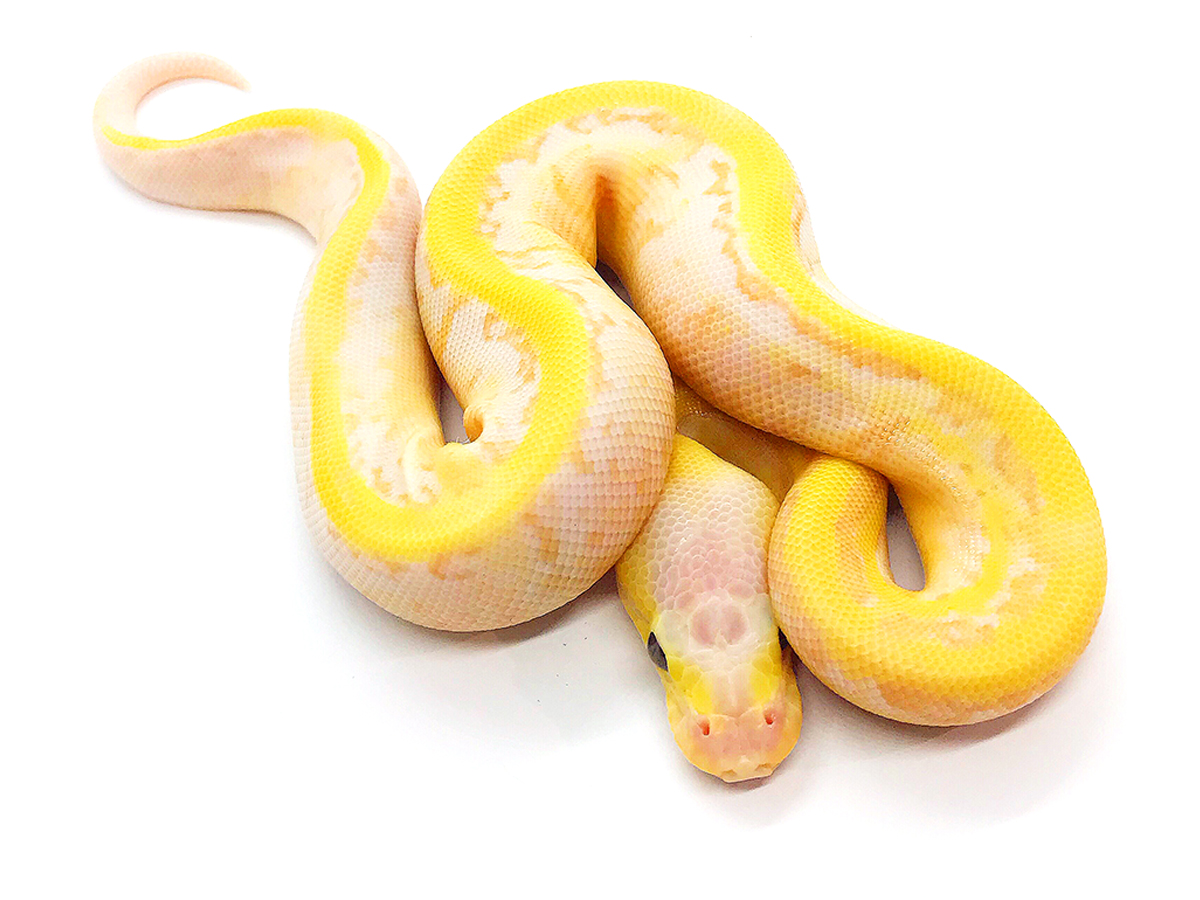 Banana Pinstripe Spider Super Pastel Yellow Belly