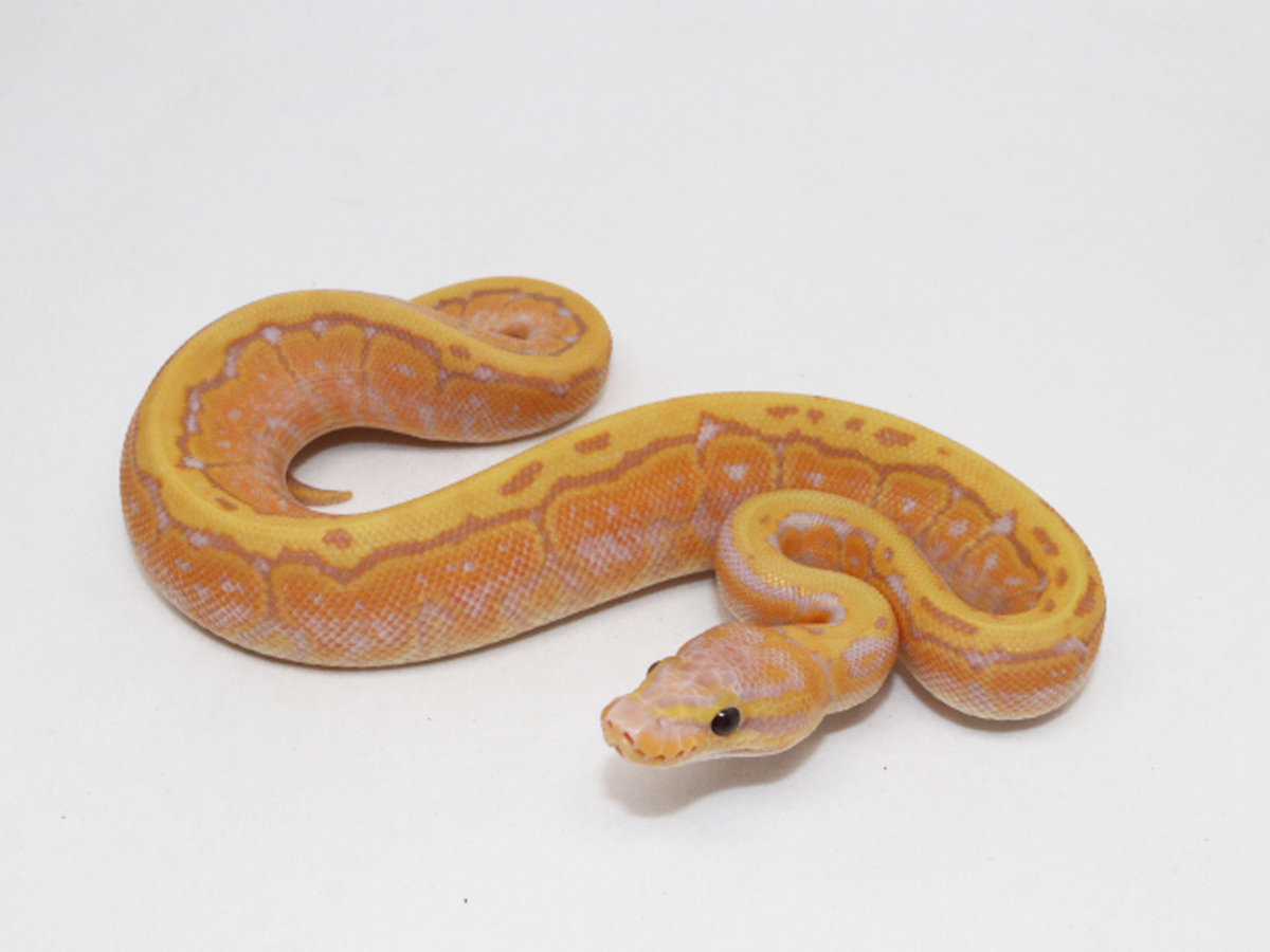 Banana Pinstripe Yellow Belly