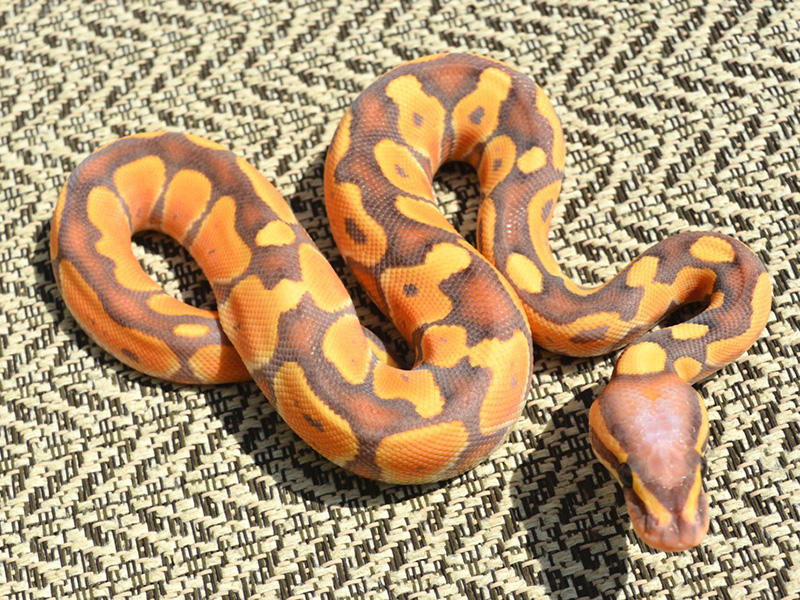 Banana Russo Het Leucistic