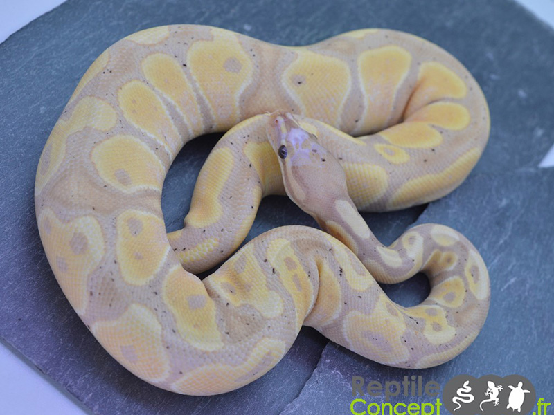 Banana Scaleless Head