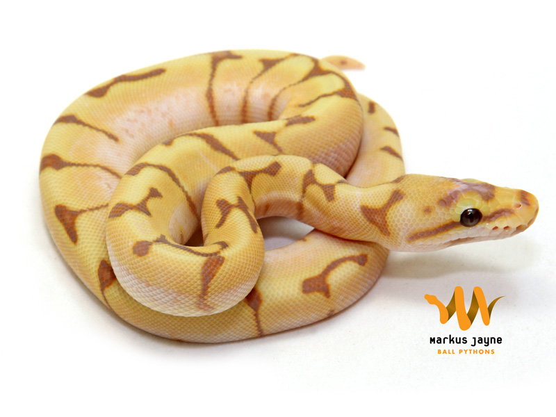 Banana Spider Enchi