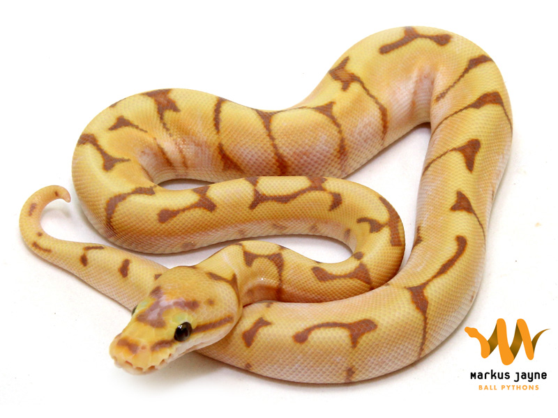 Banana Spider Enchi