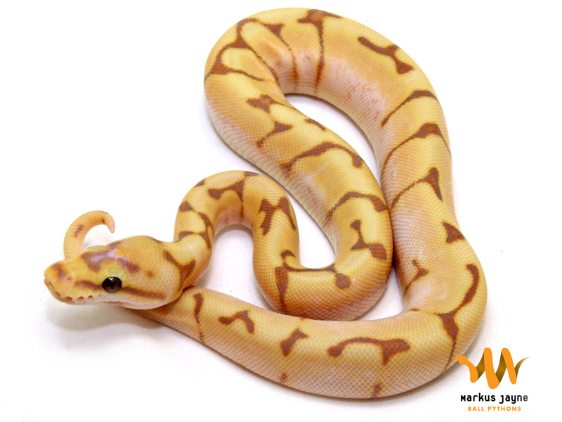 Banana Spider Enchi