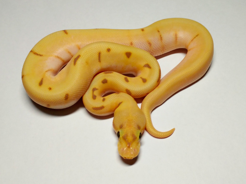 Banana Spider Super Enchi